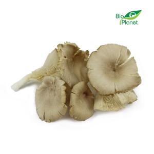 OPAKOWANIE ZBIORCZE (2 kg) - GRZYBY BOCZNIAKI ŚWIEŻE BIO (POLSKA)