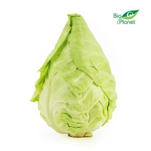 OPAKOWANIE ZBIORCZE (8 kg) - KAPUSTA SZPICZASTA ŚWIEŻA BIO