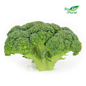BROKUŁY ŚWIEŻE BIO (około 0,50 kg) - Zamówienia przyjmujemy do wtorku do godz. 10:00