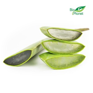 ALOES ŚWIEŻY BIO (około 0,50 kg) - Zamówienia przyjmujemy do wtorku do godz. 10:00